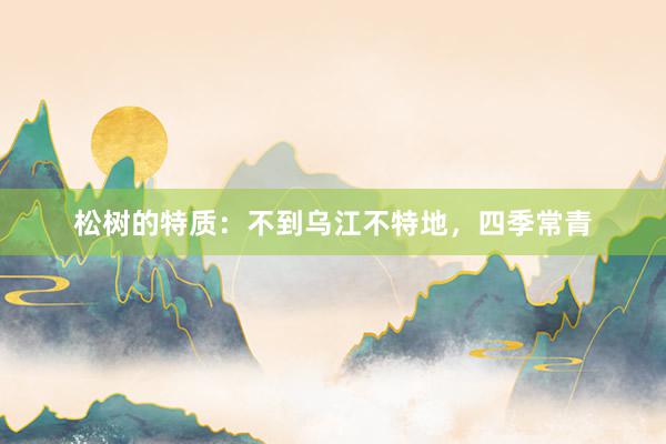 松树的特质:不到乌江不特地,四季常青